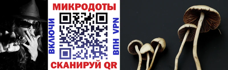 Псилоцибиновые грибы Psilocybe  Купить где  Петропавловск-Камчатский 